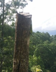 Sceloporus hondurensis