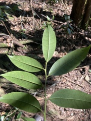 Ilex lonicerifolia