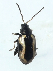Phyllotreta robusta