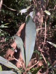 Litsea acuminata