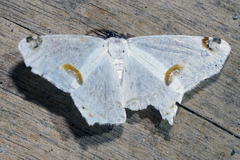Sericoptera mahometaria