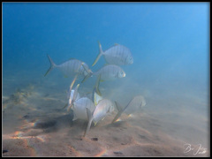 Gnathanodon speciosus