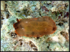 Dendrodoris nigra
