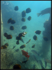 Chaetodon flavirostris
