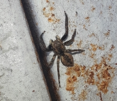 Mexigonus minutus
