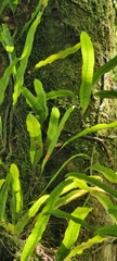 Microsorum pustulatum