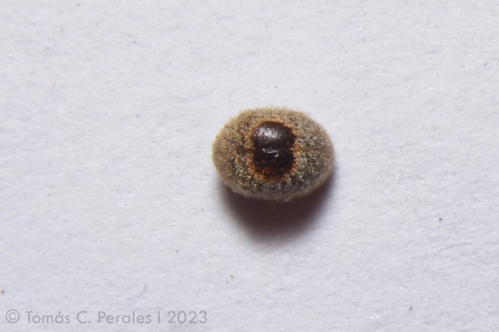 Byrrhodes atronotatus