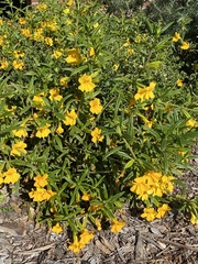 Diplacus longiflorus