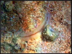 Prosthiostomidae