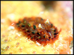 Madrella ferruginosa