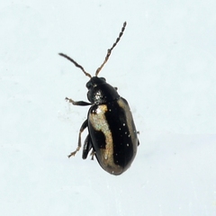 Phyllotreta robusta