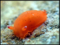 Dendrodoris fumata