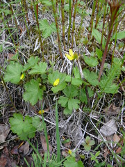 Anemonastrum richardsonii