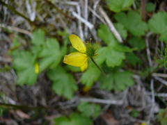 Anemonastrum richardsonii