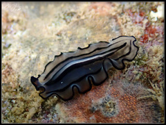 Pseudobiceros gratus