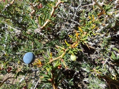 Berberis empetrifolia