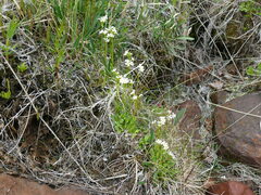 Primula egaliksensis