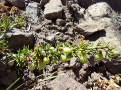 Berberis empetrifolia