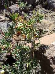Berberis empetrifolia