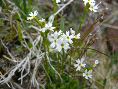 Primula egaliksensis
