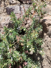 Berberis empetrifolia