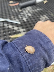 Paropsisterna crocata