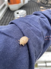 Paropsisterna crocata