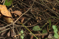 Marasmius wettsteinii