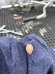 Paropsisterna crocata