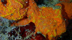 Clathria faviformis