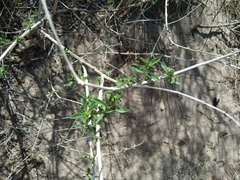 Aloysia gratissima