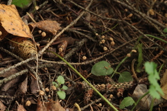 Marasmius wettsteinii