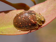 Paropsis intermedia