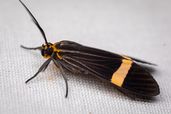 Aclytia