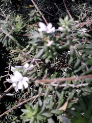 Westringia fruticosa