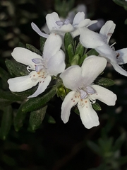 Westringia fruticosa