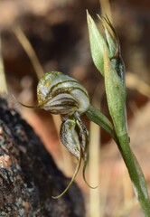 Pterostylis excelsa