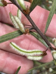Acacia montana