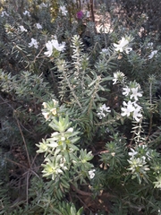 Westringia fruticosa