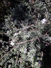 Westringia fruticosa