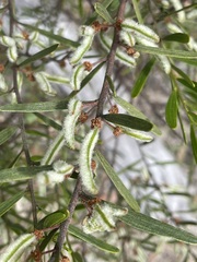 Acacia montana