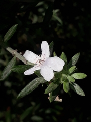 Westringia fruticosa