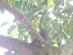 Ficus sundaica