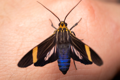 Aclytia