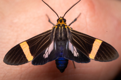 Aclytia