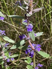 Ajuga australis
