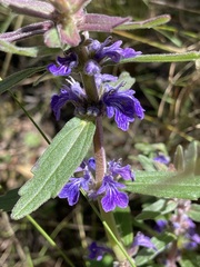 Ajuga australis