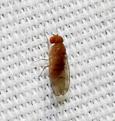 Drosophila immigrans