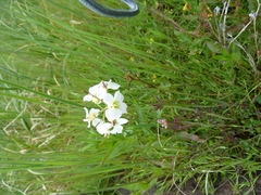 Cardamine pratensis