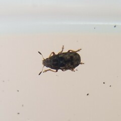 Anthribinae